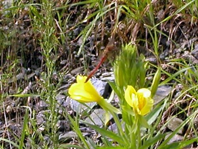 ��ſ� �ð� �Ǽ���