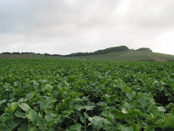 ��ſ� �ð� �Ǽ���